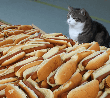 ashley-madison-hotdogs-cat